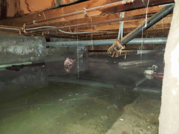 Best Water damage restoration near me  in Cibecue, AZ