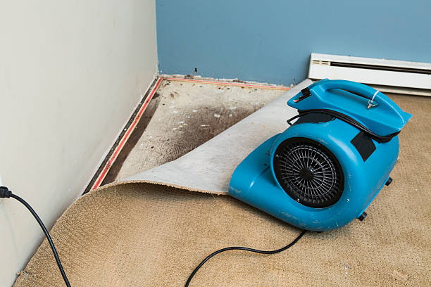 Best Ceiling water damage repair  in Cibecue, AZ